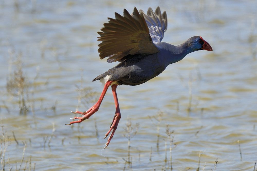 Purpurhuhn 2015 05010