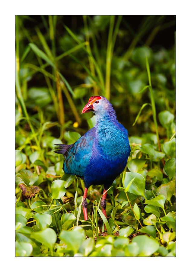 Purpurhuhn (Porphyrio porphyrio)