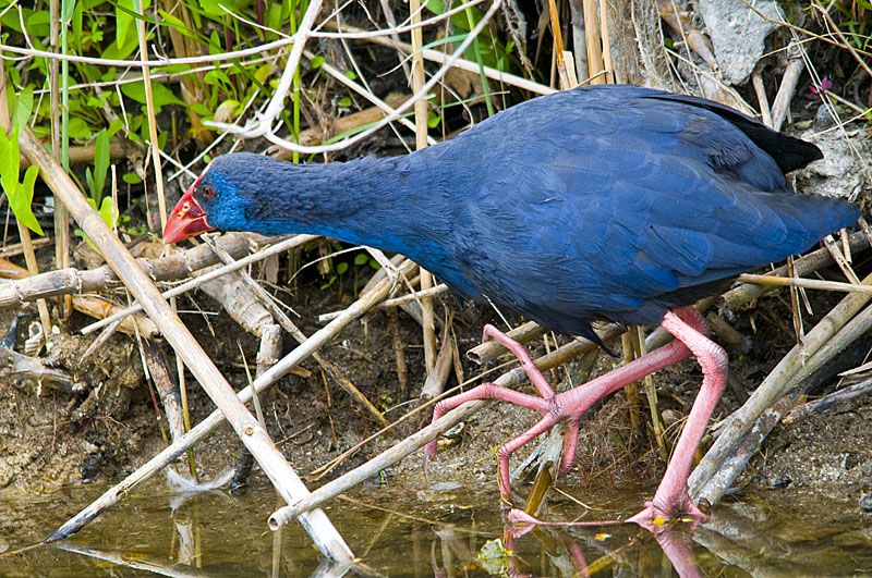 Purpurhuhn
