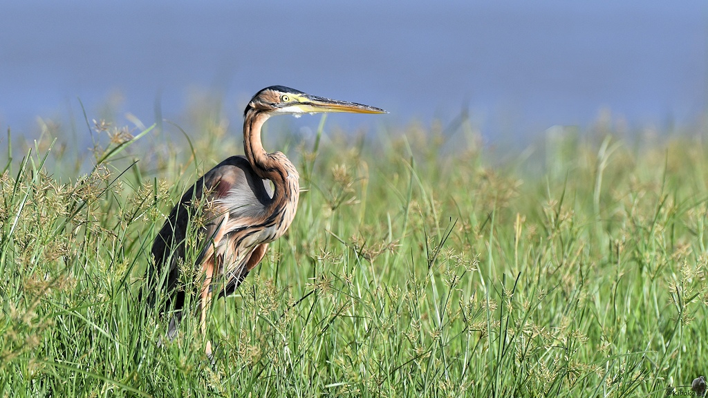 Purpurreiher (Purple Heron)
Selous Game Reserve

s1584 Selous Purple Heron 1449
