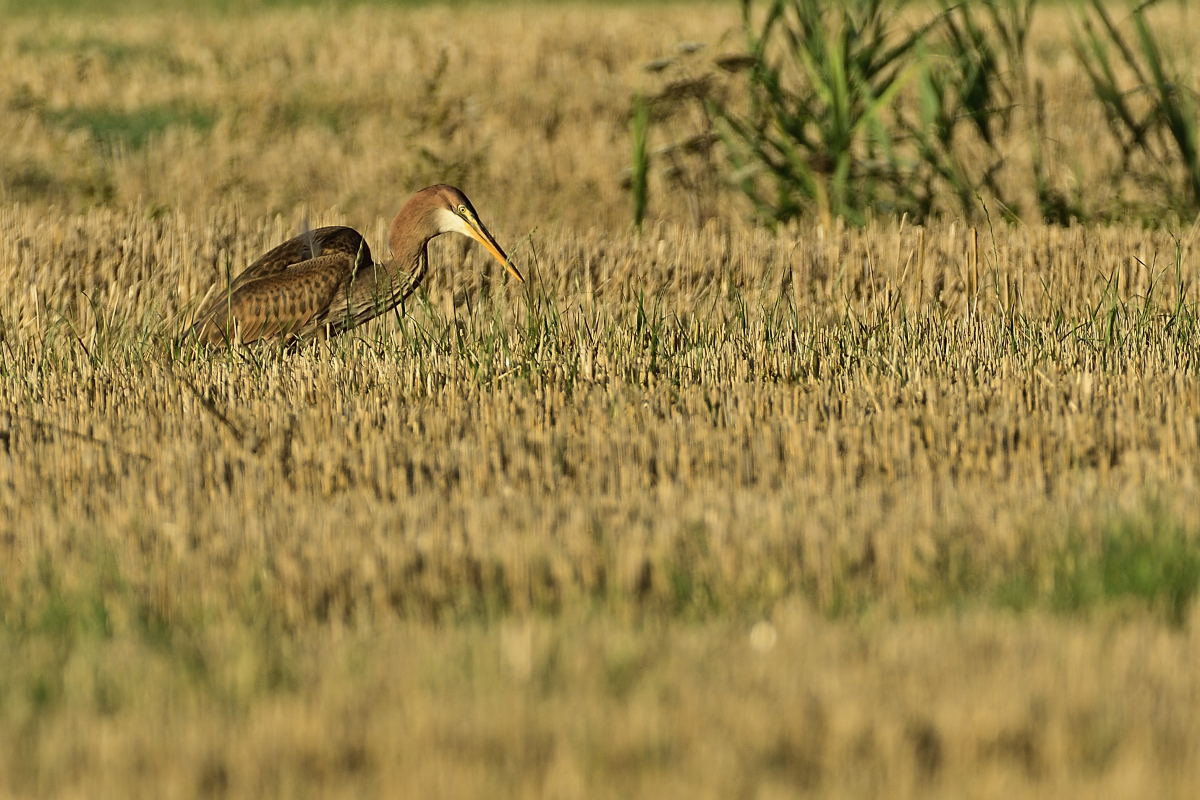 purpurreiherPHE4895nf.jpg