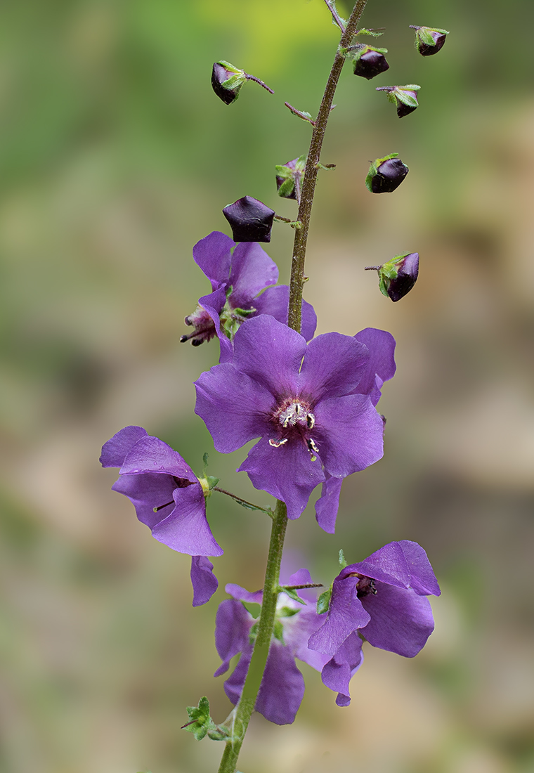 Purpurrote-Koenigskerze_PA013209_12.jpg