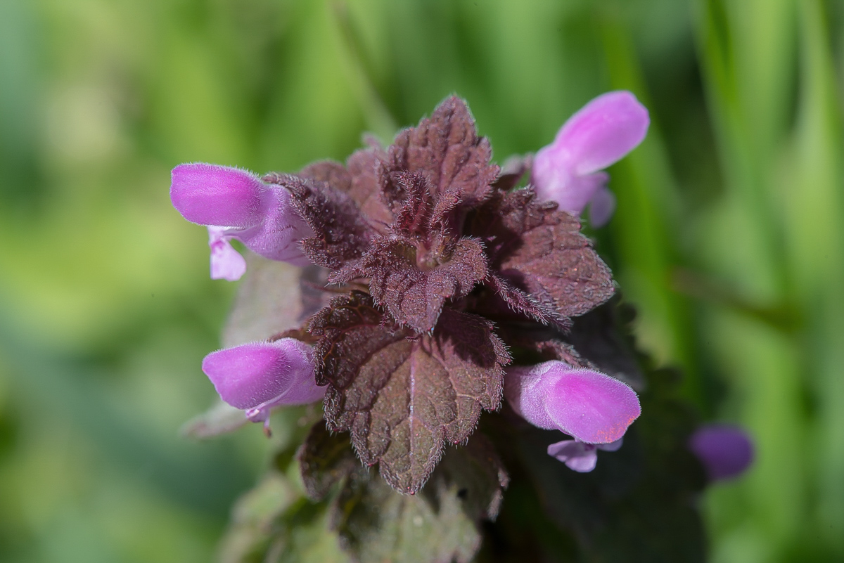 Purpurrote Taubnessel 1 (1 von 1).jpg