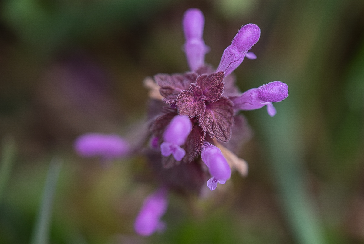 Purpurrote Taubnessel (1 von 1).JPG