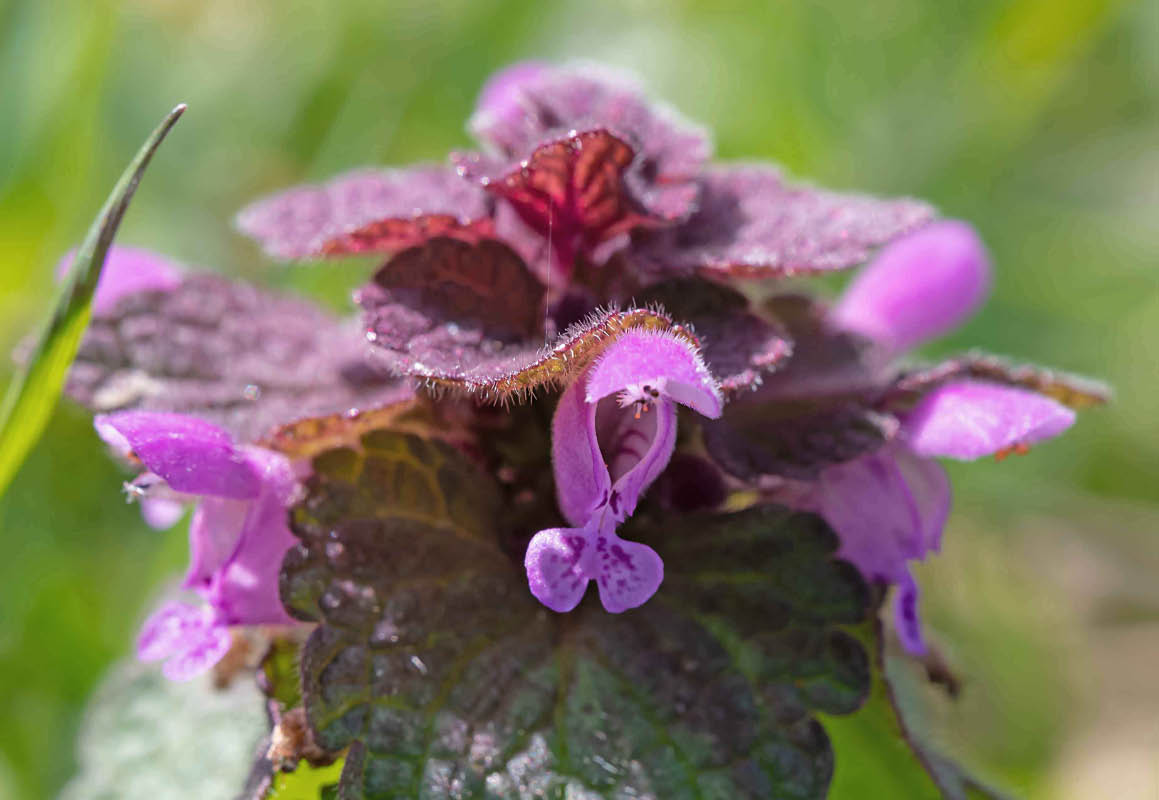 Purpurrote Taubnessel_bearbeitet-1.jpg