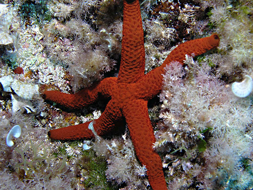 Purpurroter Seestern "Ophidiaster ophidianus", Mallorca, Großes Riff