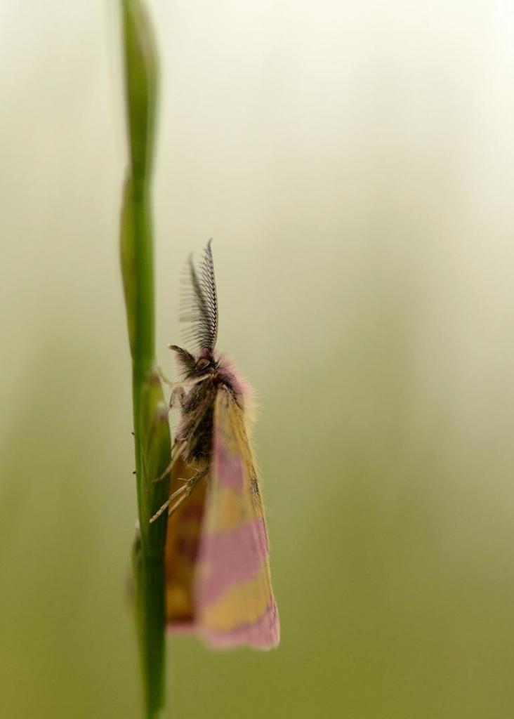 Purpurspinner II