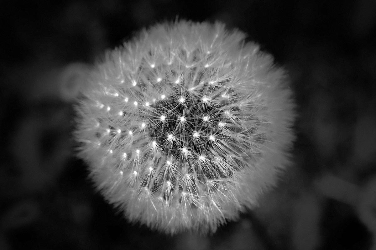 Pusteblume 1 BW 2.jpg