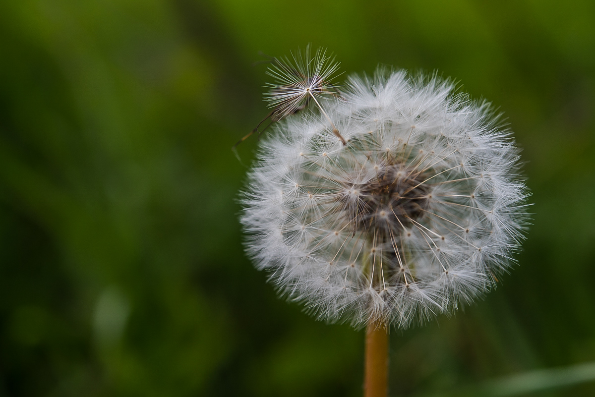 Pusteblume (1 von 1).jpg