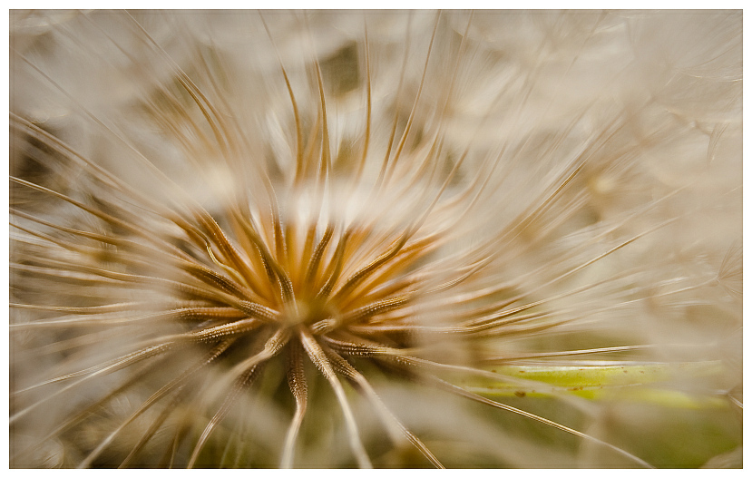 Pusteblume groß