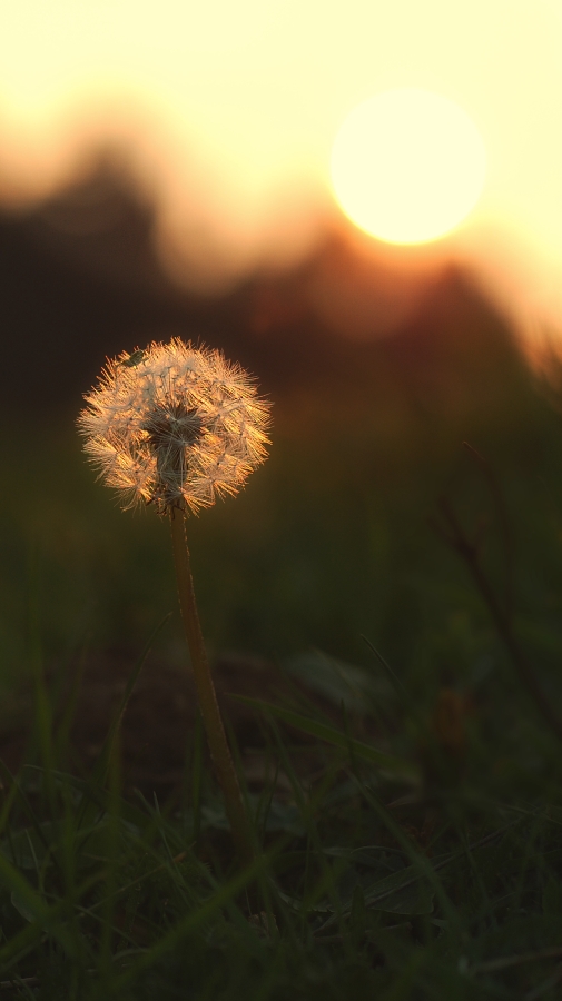 Pusteblume im Gegenlicht