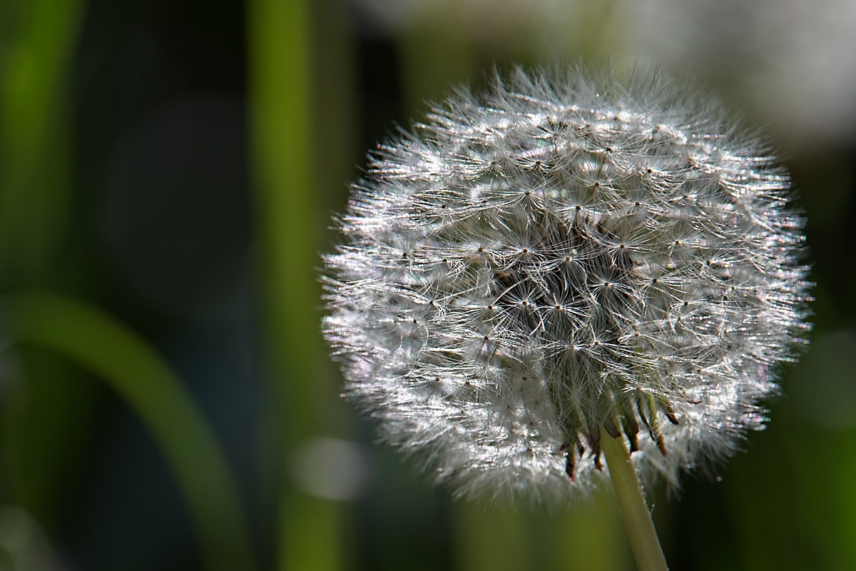 Pusteblume.jpg