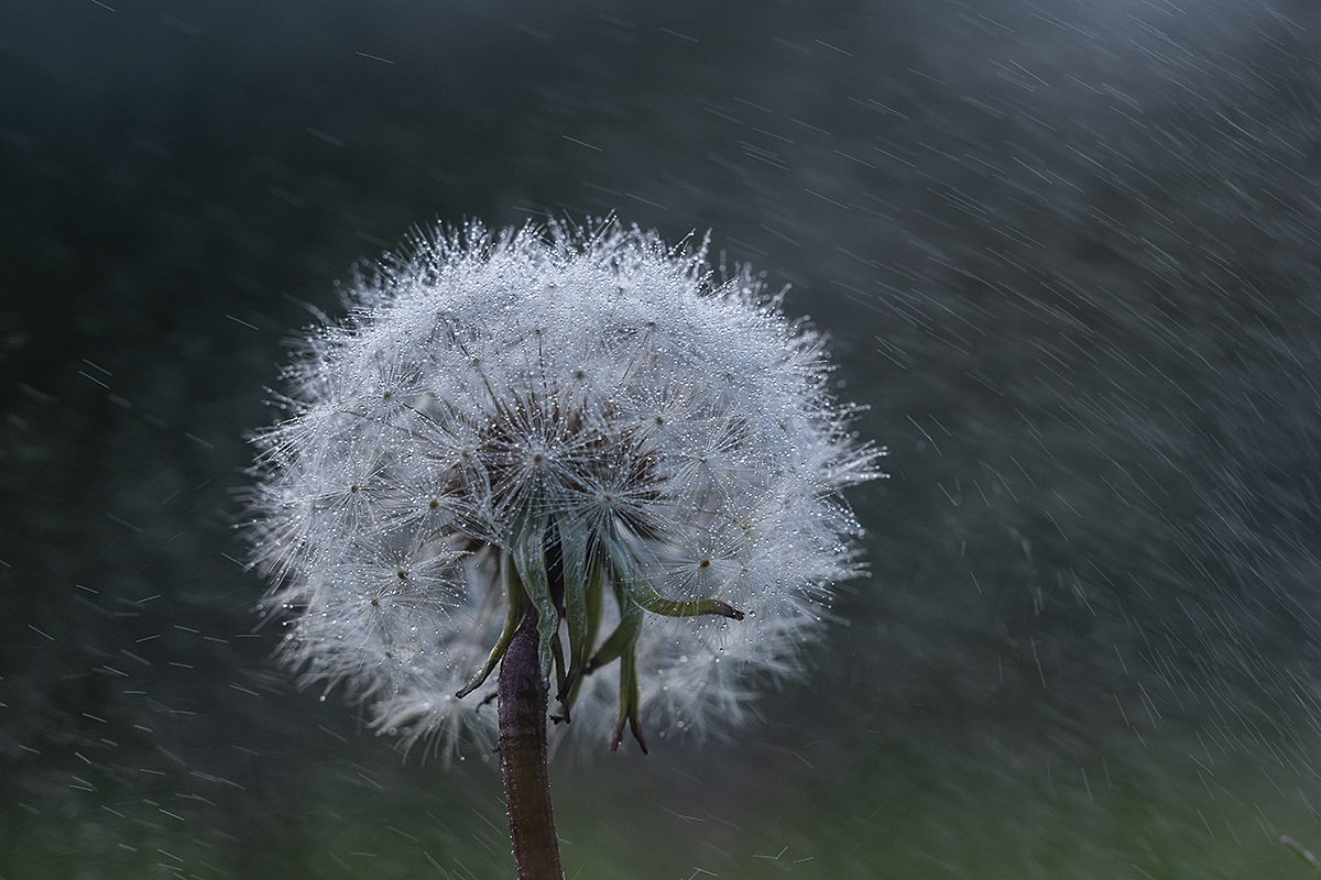 pusteblume.jpg