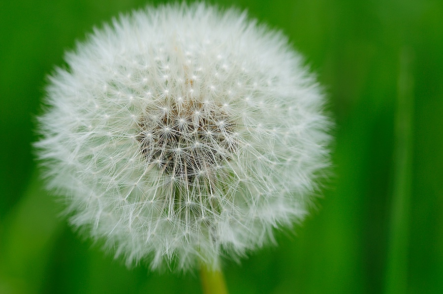Pusteblume Makro