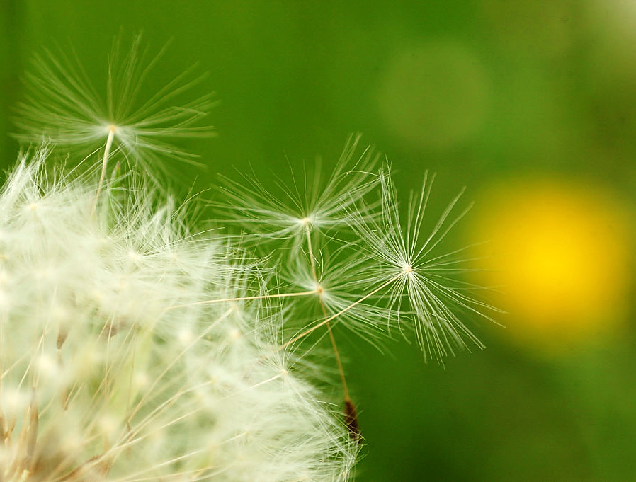 Pusteblume