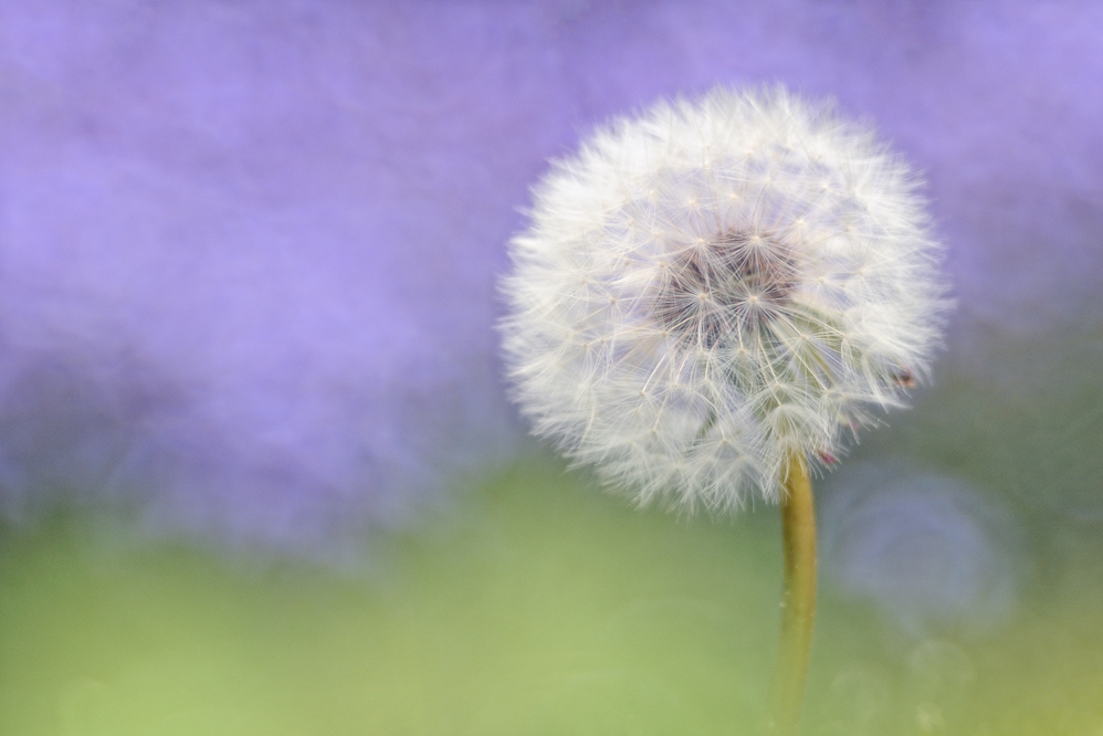 Pusteblume