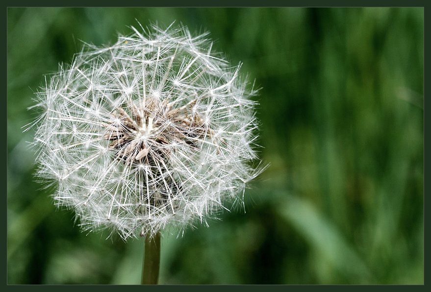 pusteblume