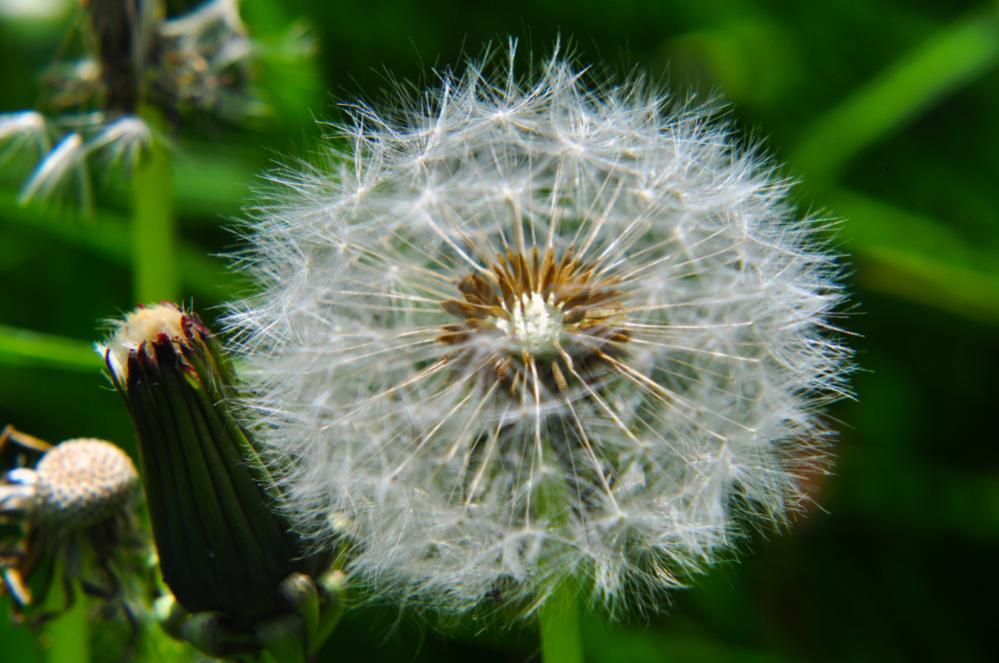 Pusteblume