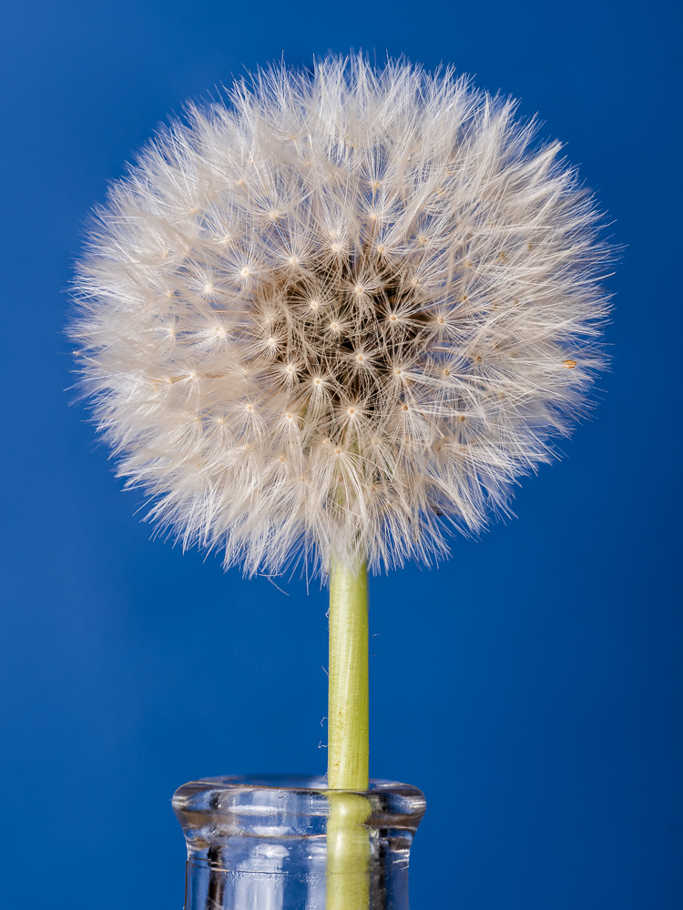 Pusteblume
