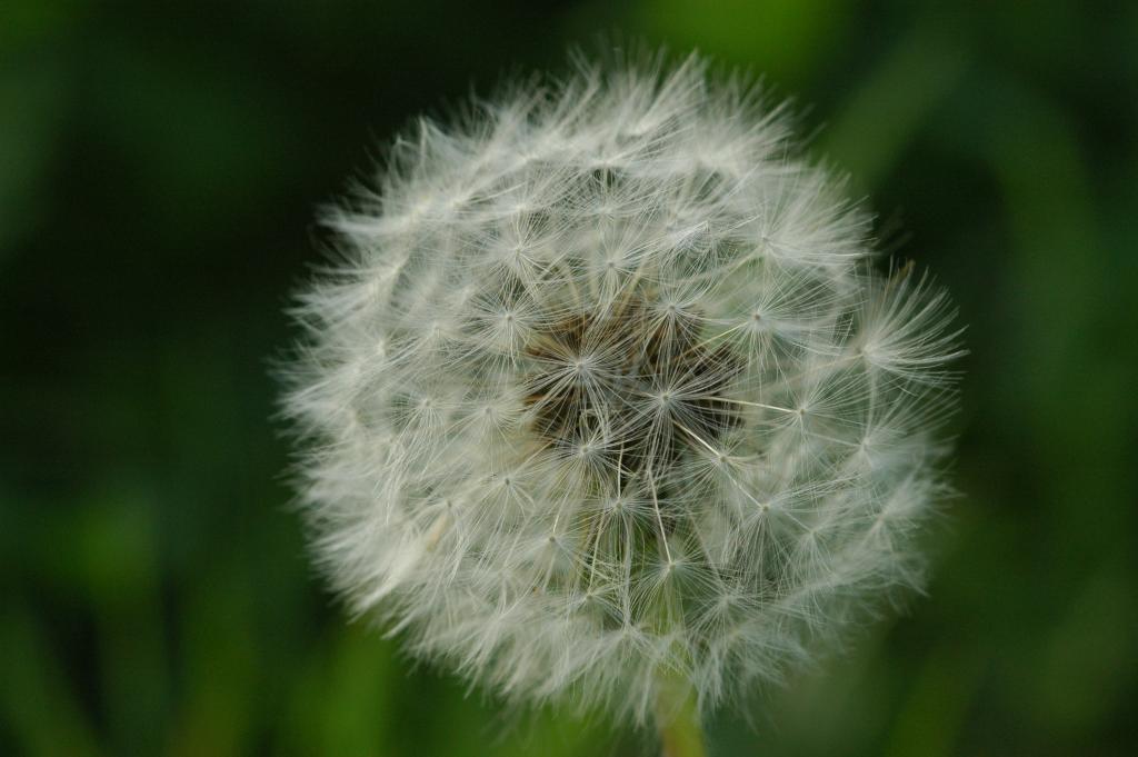 Pusteblume