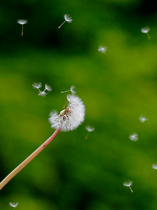 Pusteblume