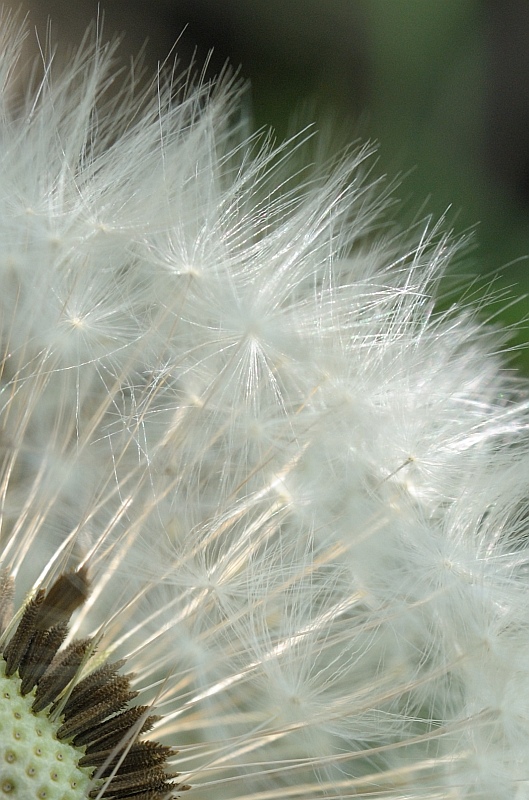Pusteblume