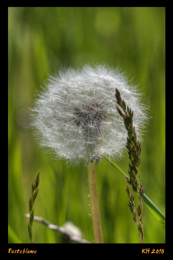 Pusteblume
