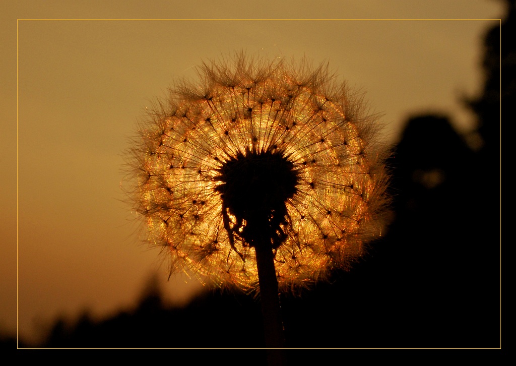Pusteblume