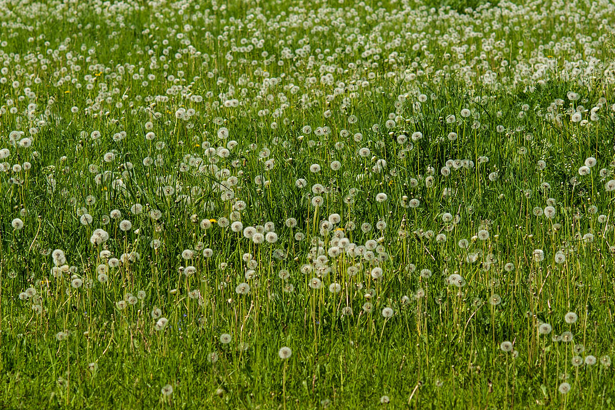 Pusteblumen