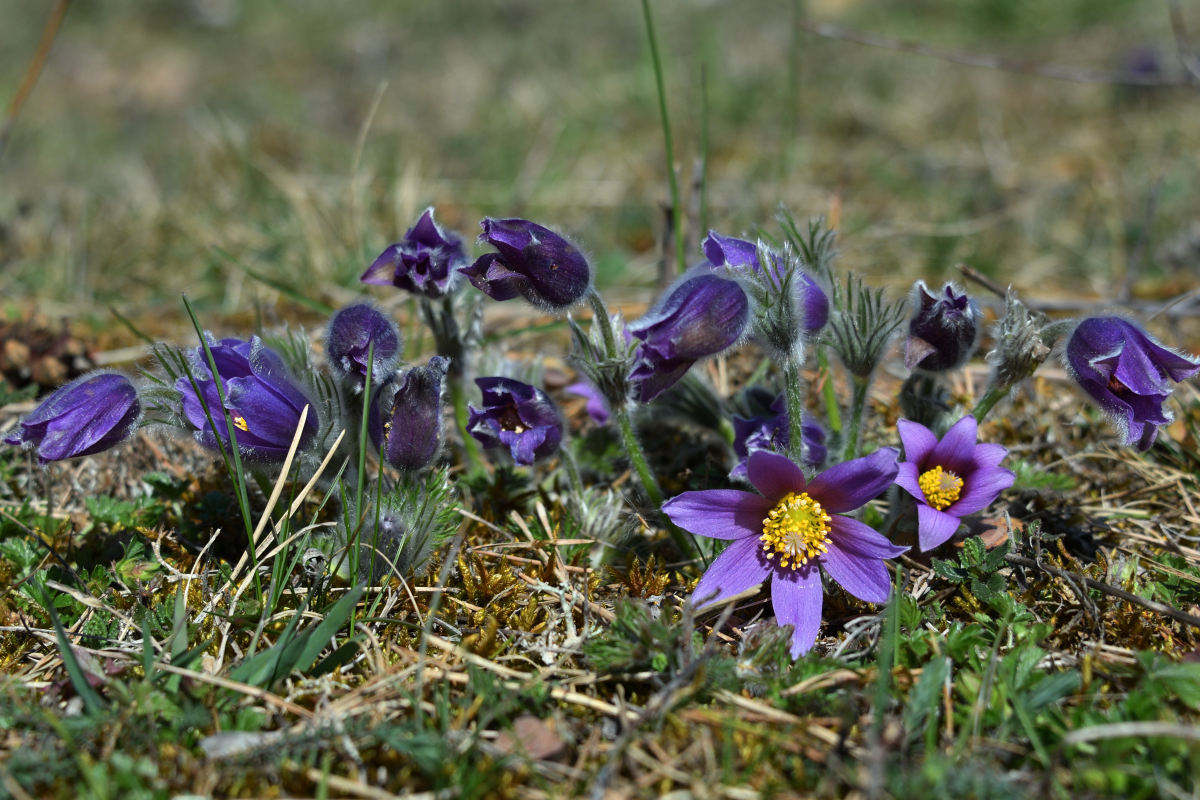 PVO_1948_00001.jpg