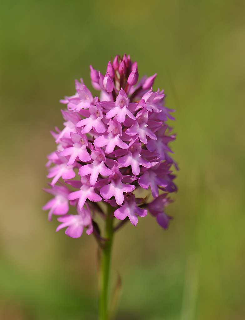 Pyramidenwurz, Anacamptis pyramidalis (CRI)