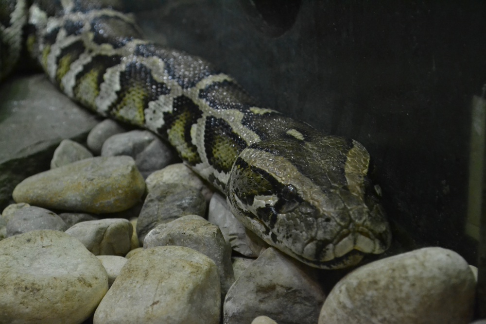 Python