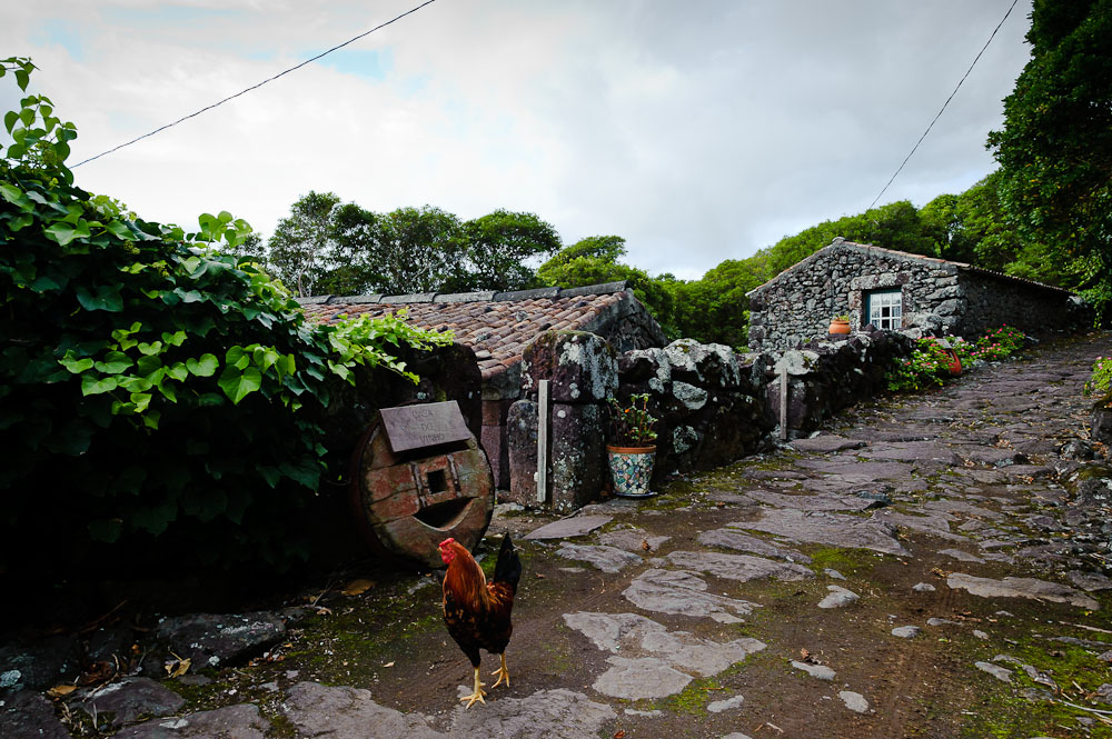 Quada / Flores