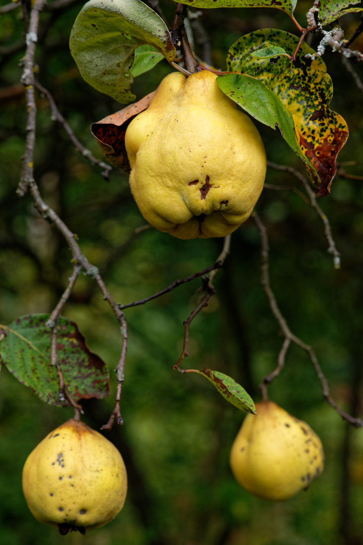Quitten Früchte.jpg