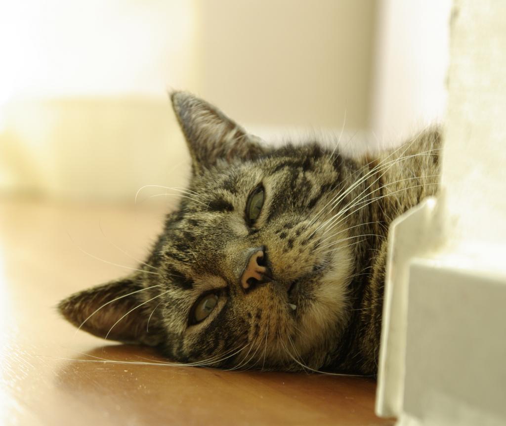 "Dreizahn", eine unserer beiden Katzen.