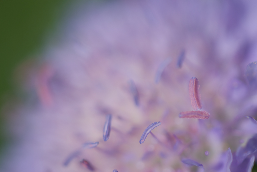 "Violett"