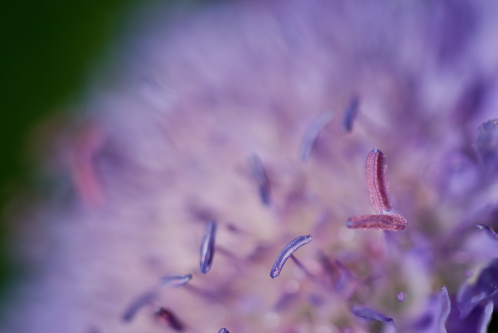 "Violett"