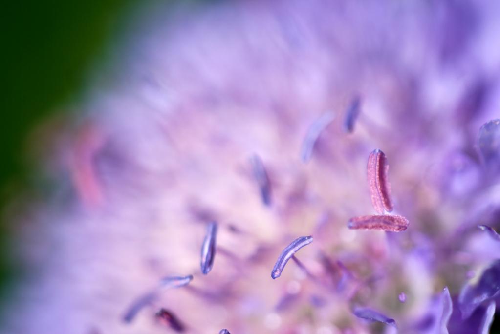 "Violett"