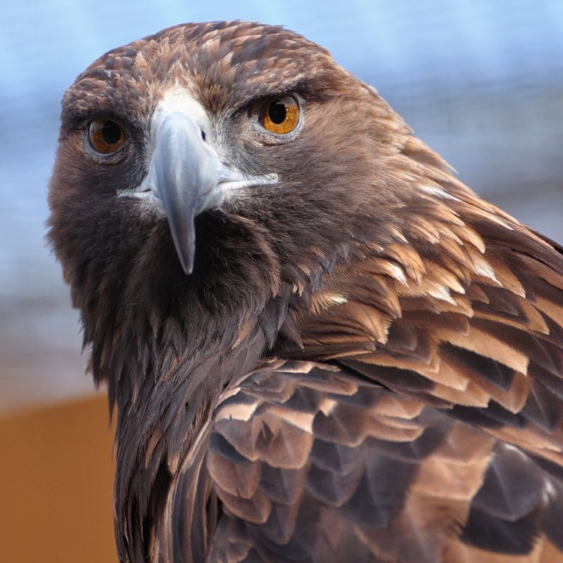 "Was guckst du" im Wildlife-Park Kamloops