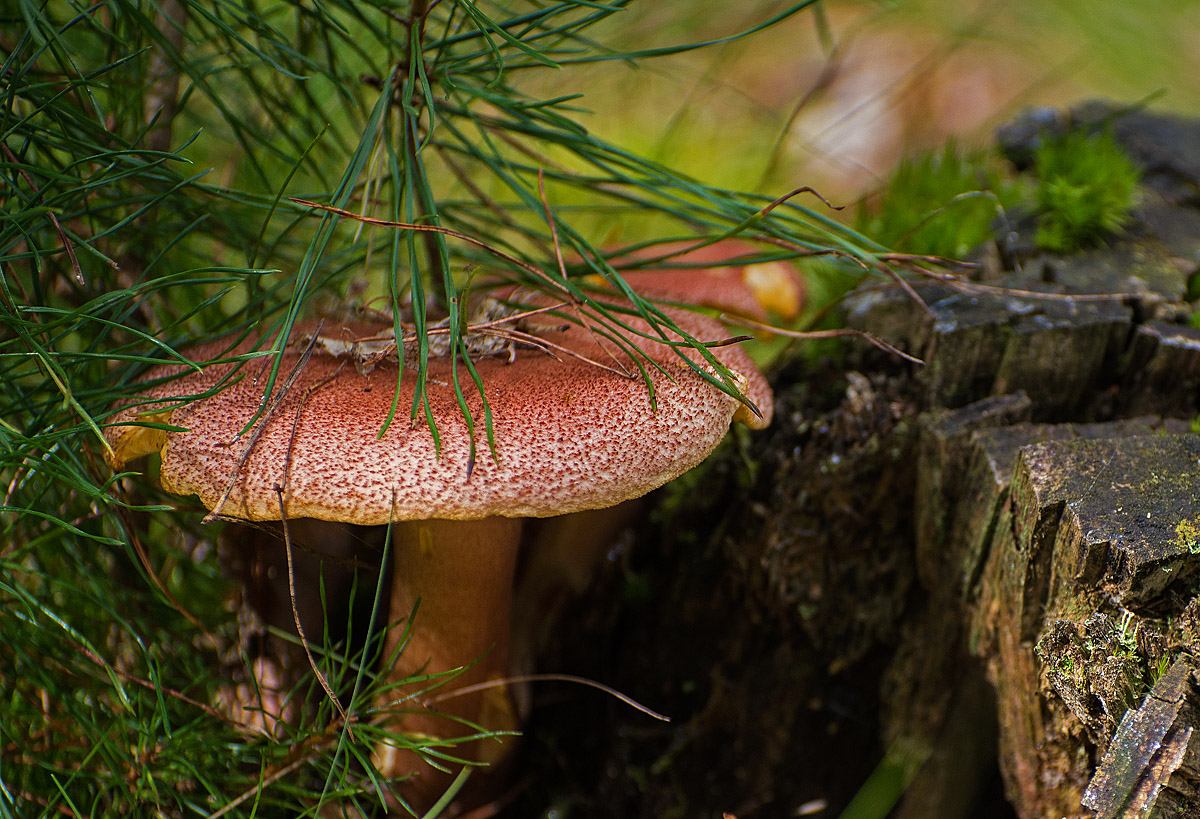 Rötlicher Holzritterling
