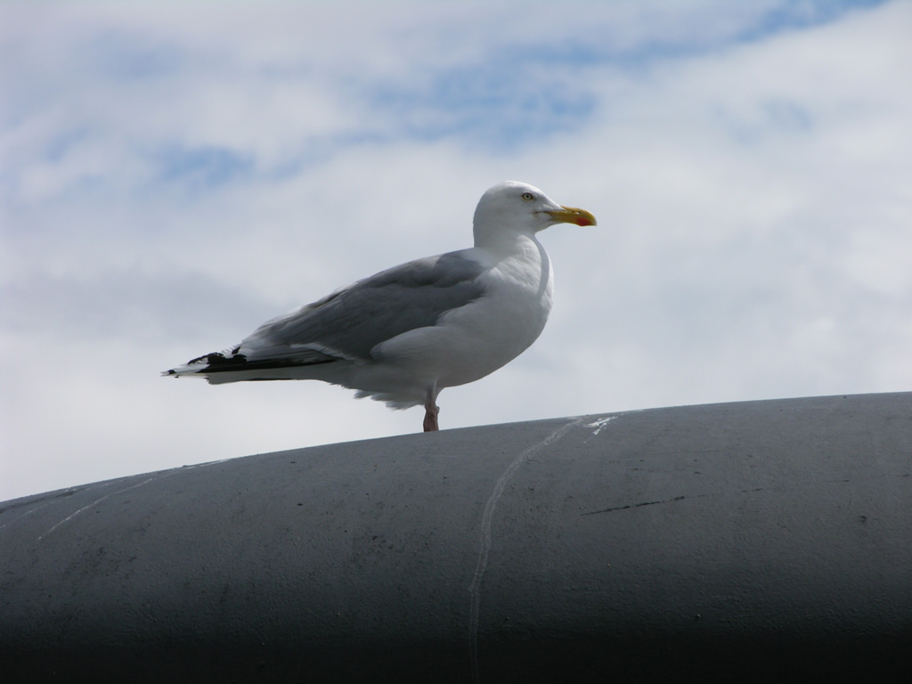 Rügen Möwe in Sassnitz

Nikon Coolpix 8700