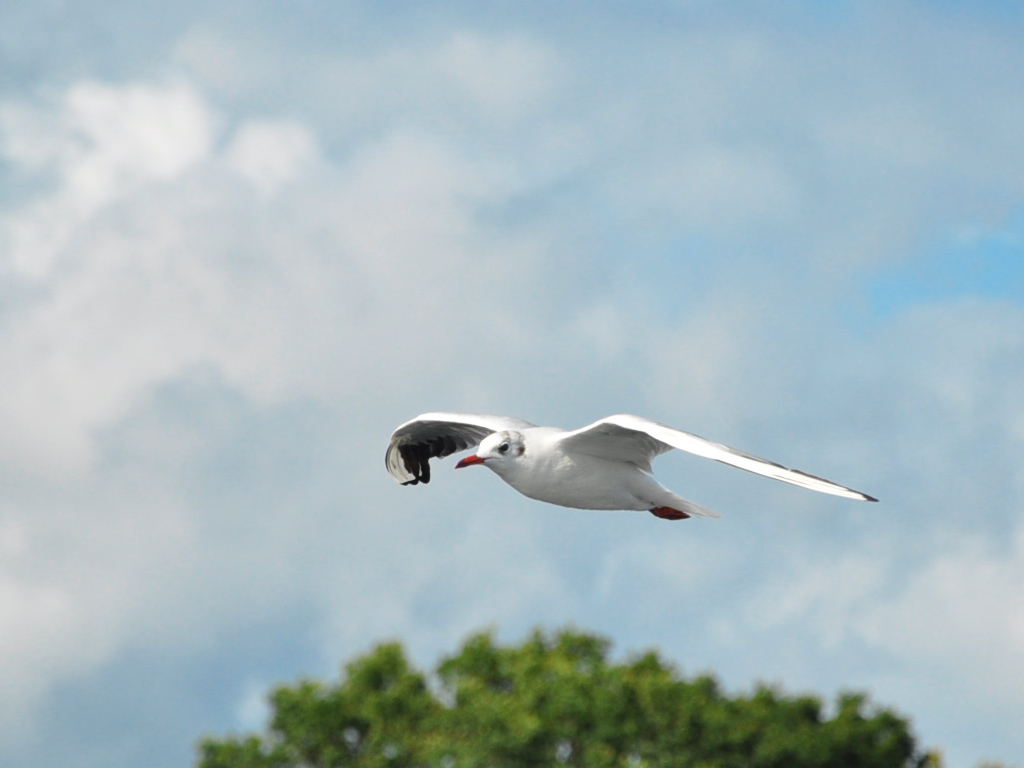 Rügen-Möwe in Sassnitz

Nikon D-5000 105mm F 5.6  1/1600