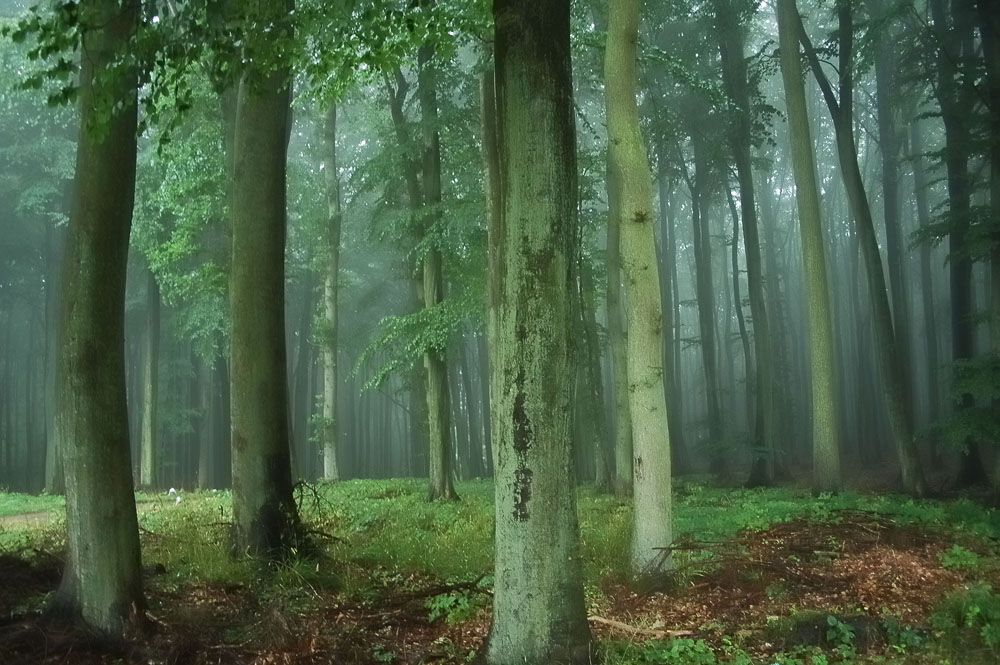Rügen