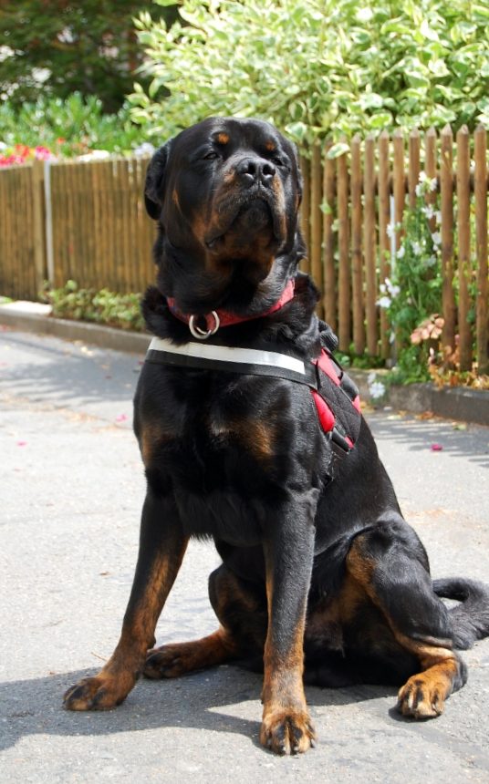 r hund