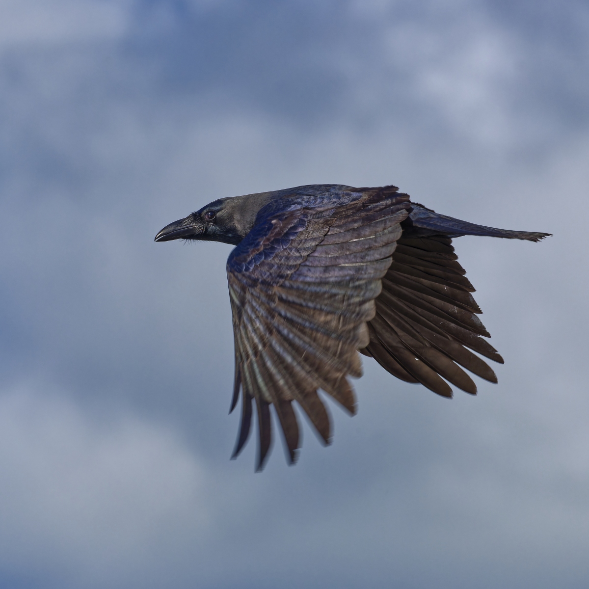 Rabe im Flug.jpg