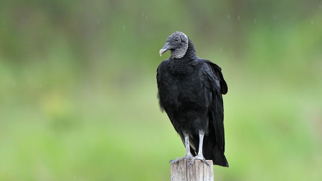 Rabengeier (American Black Vulture)
in Surama
1896
