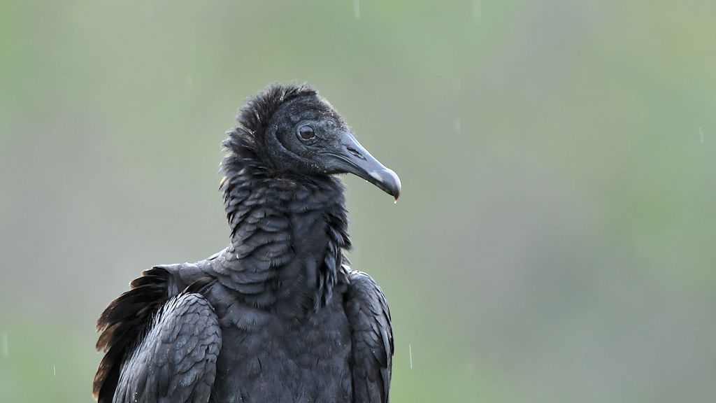 Rabengeier (American Black Vulture)
in Surama
2024