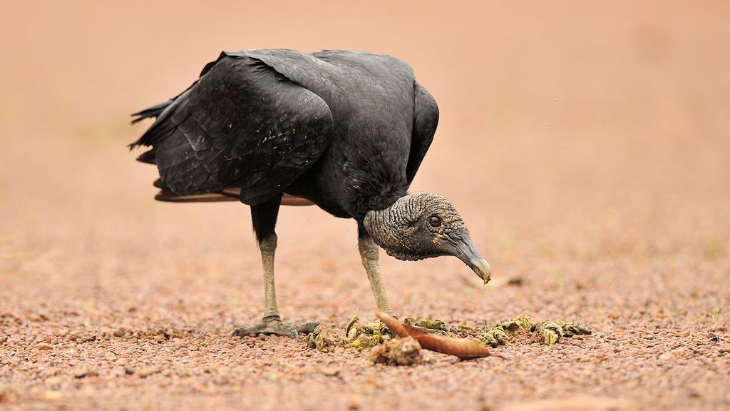 Rabengeier (Black Vulture)
Karanambu 
4997