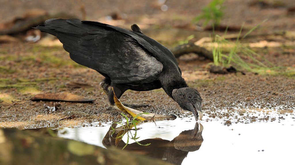 Rabengeier (Black Vulture)
Karanmbu
4451