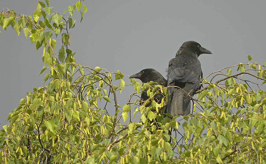 Rabenkrähen, MTO-11CA mit reduzierter Brennweite auf 700mm F7.1 (D2X9357Asx)